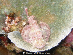 Tasseled Scorpionfish - Scorpaenopsis oxycephala by Hansruedi Wuersten 